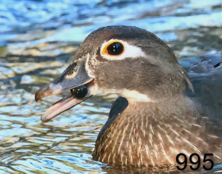 995wood duck 4-14-23-783x14l.jpg