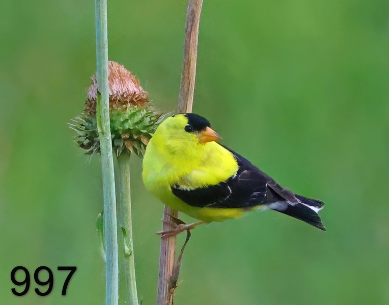 997american goldfinch  6-28-24-968x14l.jpg