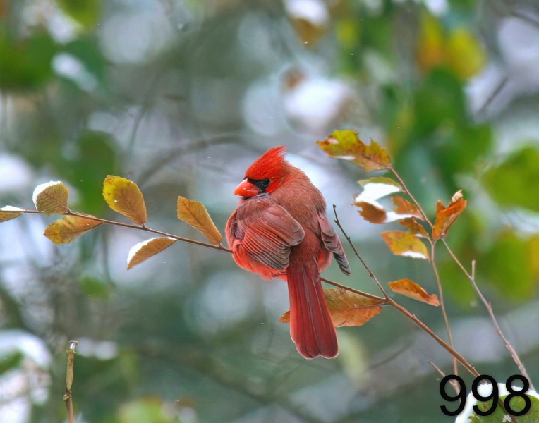 998cardinal 12-08-05 cl3x14l.jpg