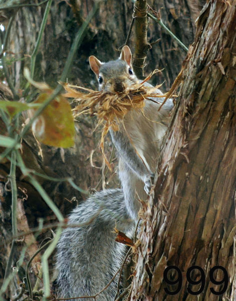 999gray squirrel 12-14-05 cl2x14lt.jpg