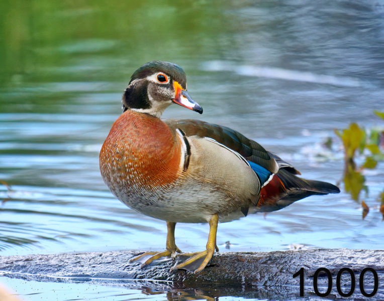 1000wood-duck 4-17-09 4d046x14l.jpg