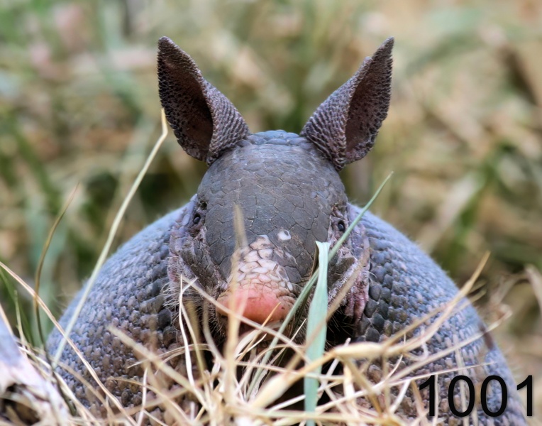 1001armadillo 12-13-05 cl2x14l.jpg