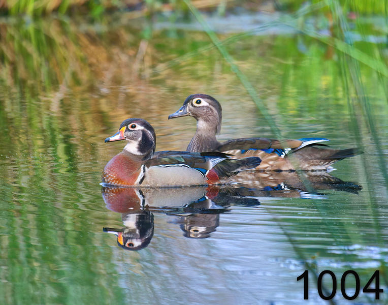 1004wood-ducks 4-17-09 4d973x14l.jpg