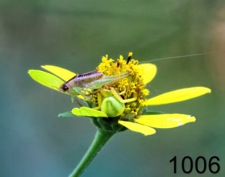 1006crab spider  7-16-24-587x14l.jpg