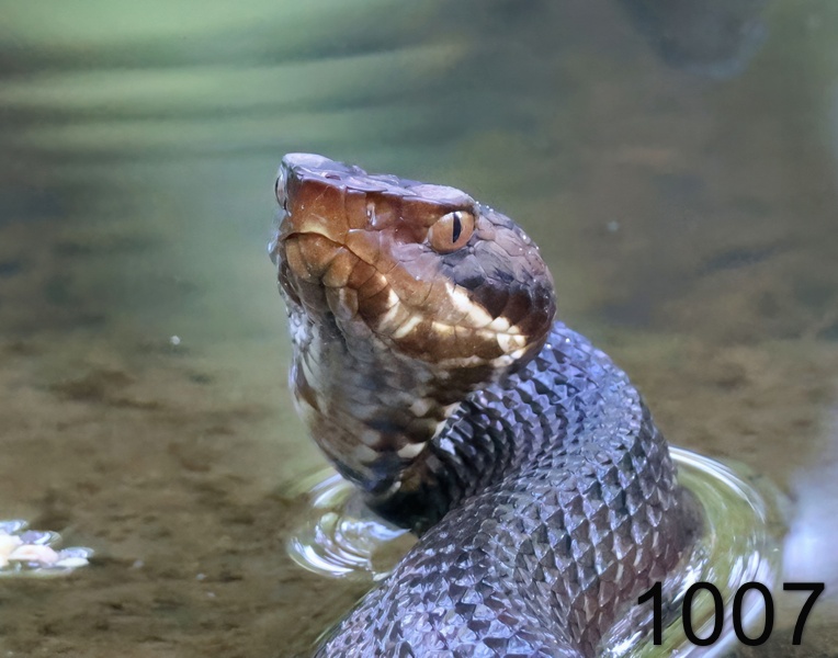 1007cottonmouth   9-7-24-615x14l.jpg