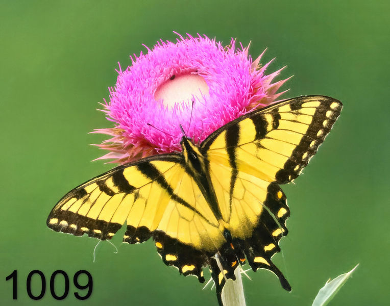 1009eastern tiger swallowtail  5-25-24-326x14l.jpg