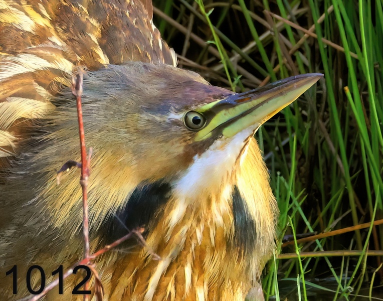 1012american bittern  3-16-24-046x14ll.jpg