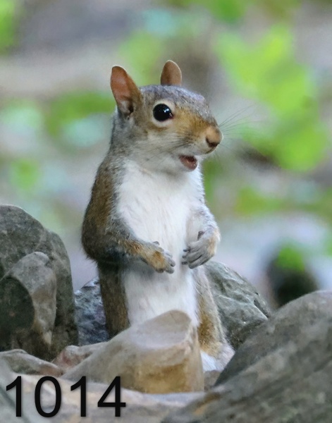 1014gray squirrel  8-26-24-072x14lt.jpg