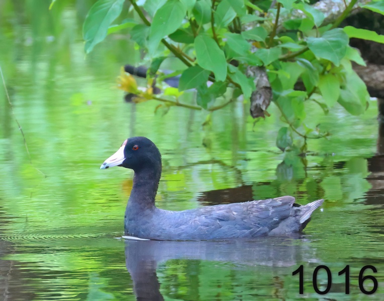 1016american coot 5-1-24-887x14l.jpg