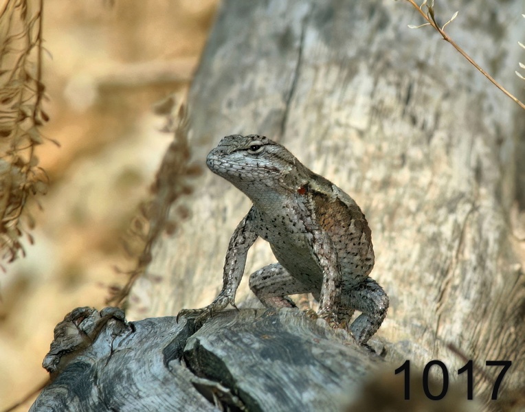 1017lizard  7-14-05 cl3x14l.jpg