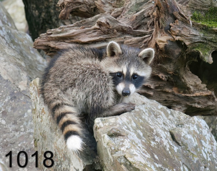 1018raccoon-(young) 6-30-07 4c5x14l.jpg