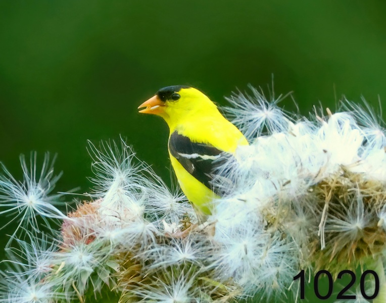 1020american goldfinch 6-3-24-598x14l.jpg