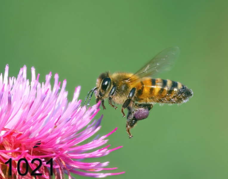 1021honey bee 6-9-24-137x14l.jpg
