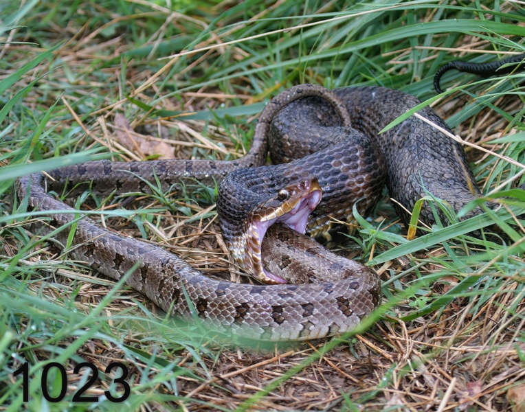 1023cottonmouth-prairie kingsnake-4-24-11-023x14l.jpg