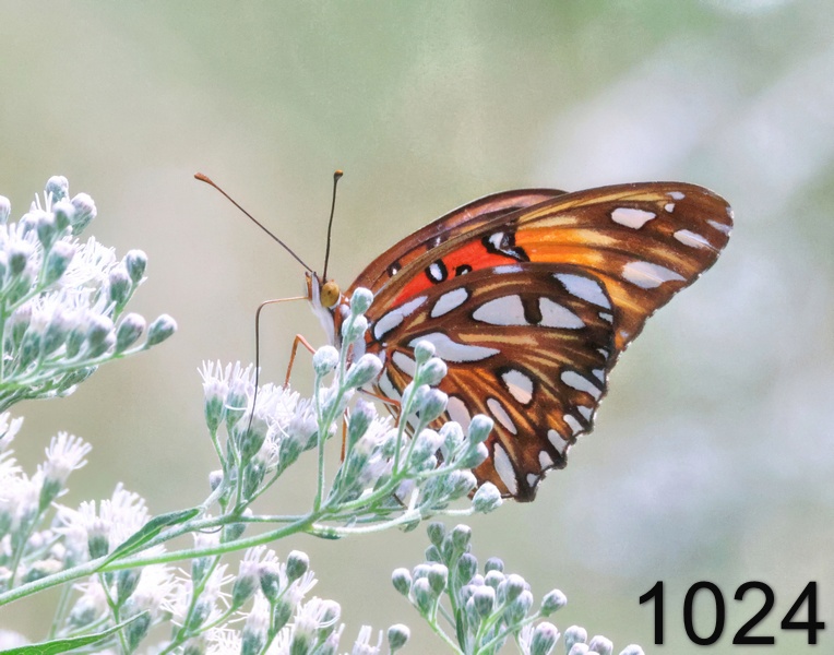 1024gulf fritillary  9-17-24-773x14l.jpg