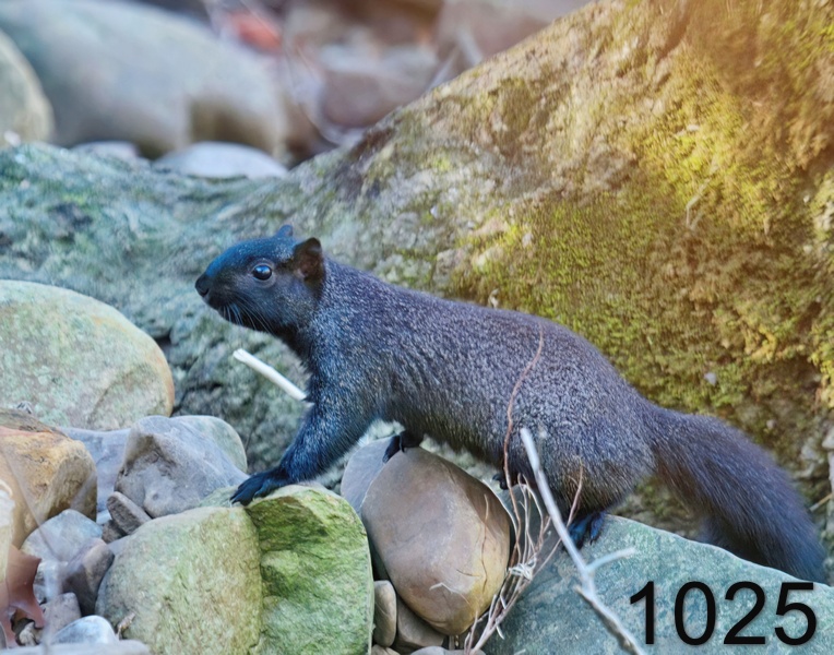 1025black squirrel-12-25-11-881x14l.jpg