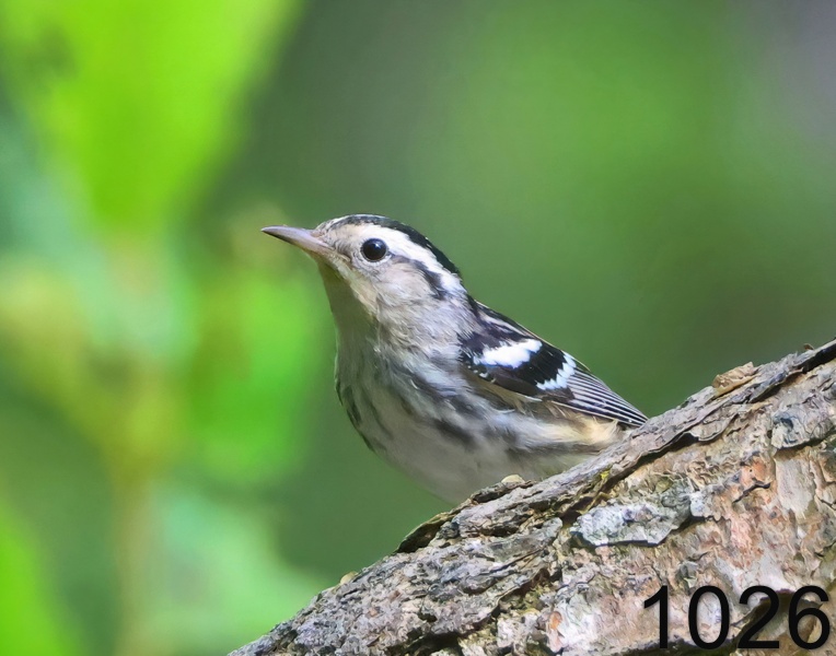 1026black and white warbler 6-28-24-417x14l.jpg
