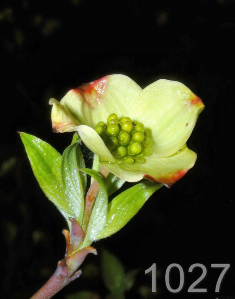 1027dogwood  4-07-05 shq7-14lt.jpg