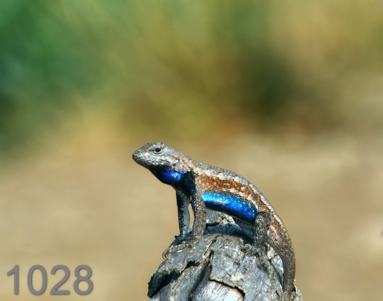 1028lizard  7-15-05 cl3x14l.jpg
