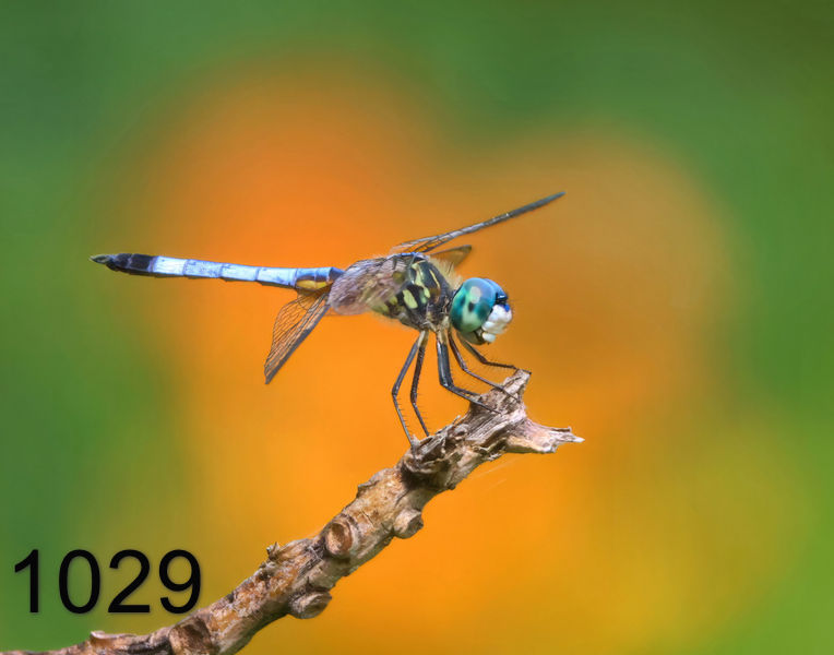 1029dragonfly  8-13-24-502x14l.jpg