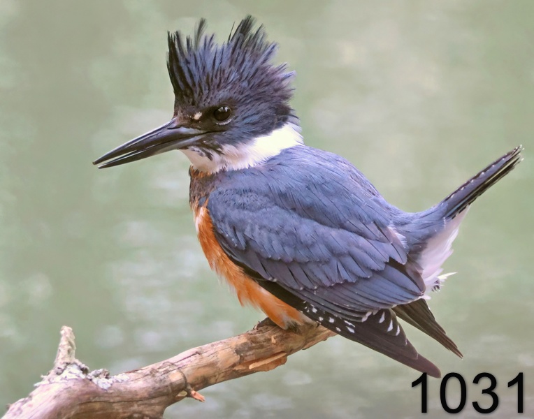 1031belted kingfisher  11-28-24-019x14l.jpg