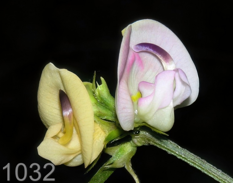 1032wildflower 9-2-05 shq2x14l.jpg