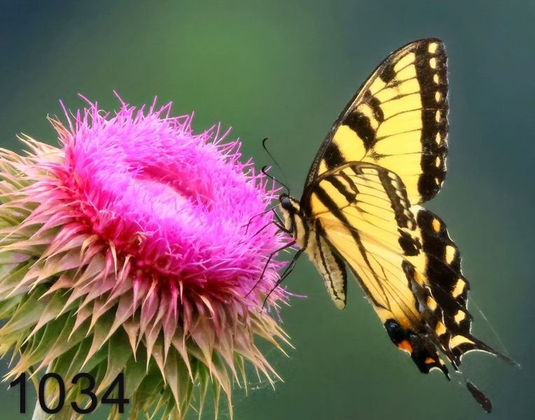 1034eastern tiger swallowtail  5-25-24-281x14l.jpg