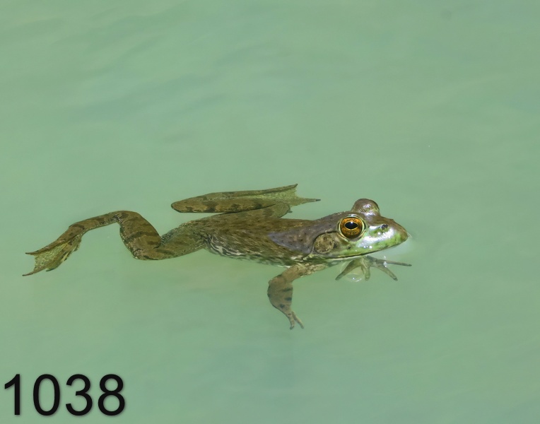 1038bullfrog 4-30-24-513x14l.jpg