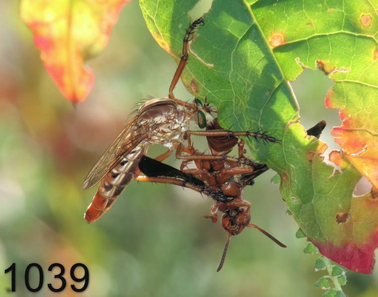 1039robber-fly&supper 9-13-05 cl3x14l.jpg