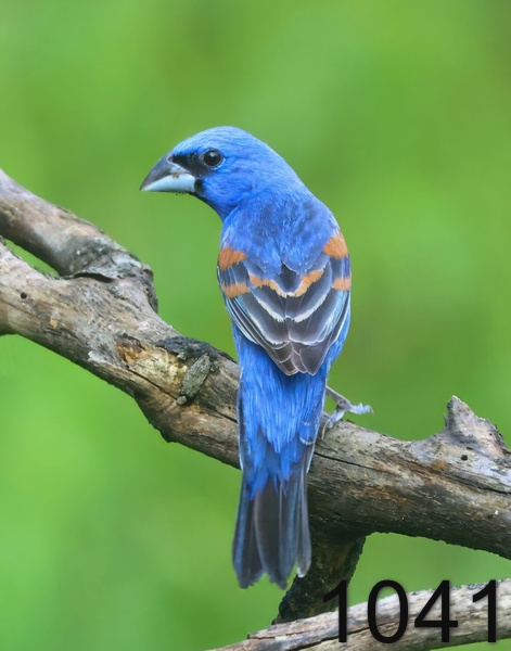 1041blue grosbeak 5-6-24-221x14lt.jpg
