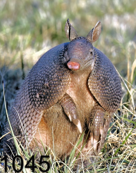 1045armadillo 12-12-05 cl2x14lt.jpg