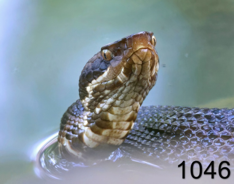 1046cottonmouth   9-7-24-665x14l.jpg