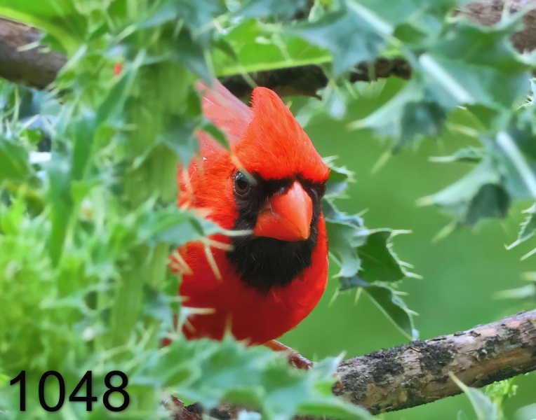 1048cardinal  5-14-24-811x14l.jpg