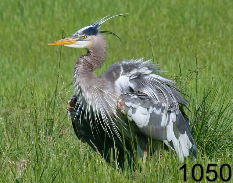1050great blue heron-5-5-11-754x14l.jpg