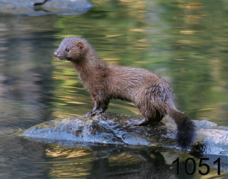 1051mink 10-18-05 cl4x14l.jpg