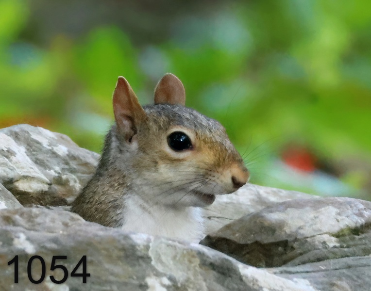 1054gray squirrel  8-26-24-128x14l.jpg