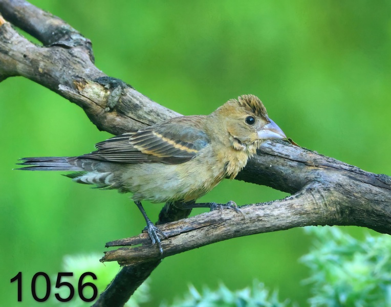 1056blue grosbeak 5-6-24-349x14l.jpg