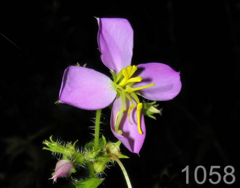 1058wildflower  7-2-05 shq7x14l.jpg