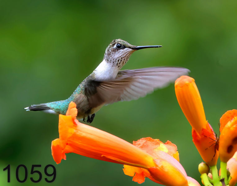 1059ruby-throated hummingbird  8-10-24-890x14l.jpg