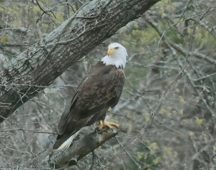 eagle 3-25-25-159x14c.jpg