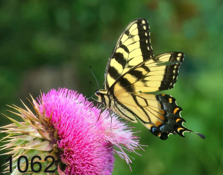 1062eastern tiger swallowtail 5-22-24-738x14l.jpg