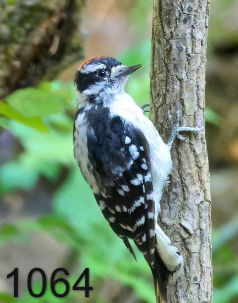 1064downy woodpecker  8-5-24-777x14lth.jpg