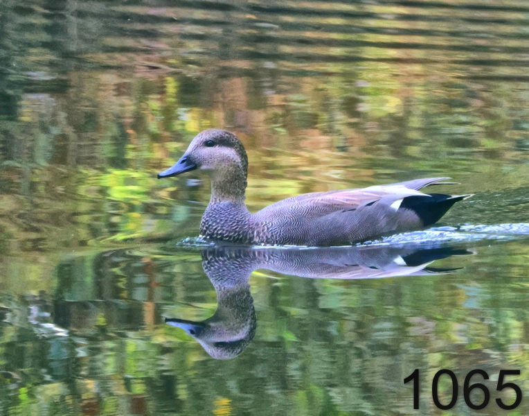 1065gadwall  10-11-24-719x14lh.jpg