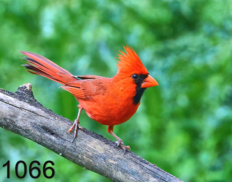 1066cardinal 5-8-24-405x14lh.jpg