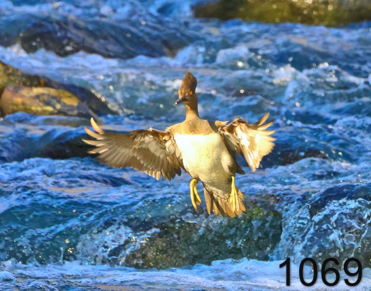 1069hooded merganser  2-25-24-612x14lh.jpg