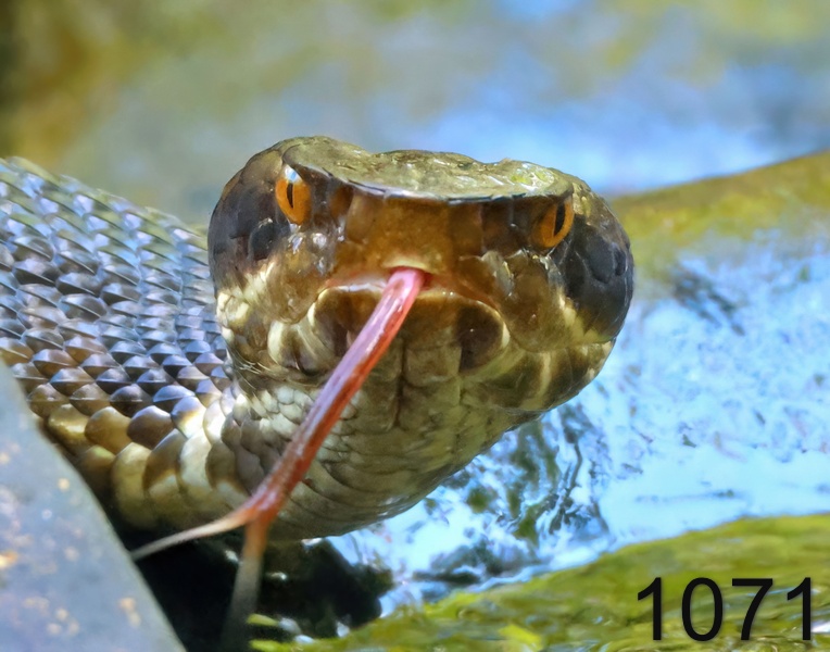 1071cottonmouth  8-15-24-623x14lh.jpg