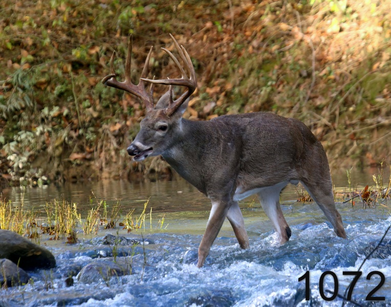 1072deer (10) 10-29-14-336x14lh.jpg