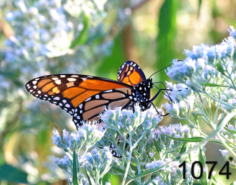1074monarch  10-1-24-832x14lh.jpg