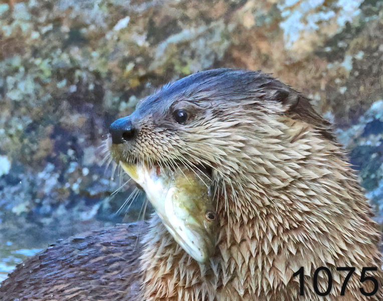 1075river otter  12-18-24-455x14lah.jpg