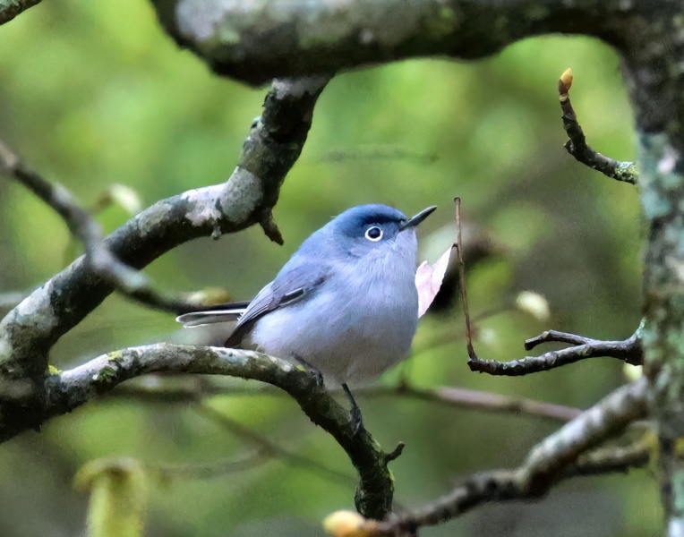 blue-gray gnatcatcher 4-6-25-883x14c.jpg
